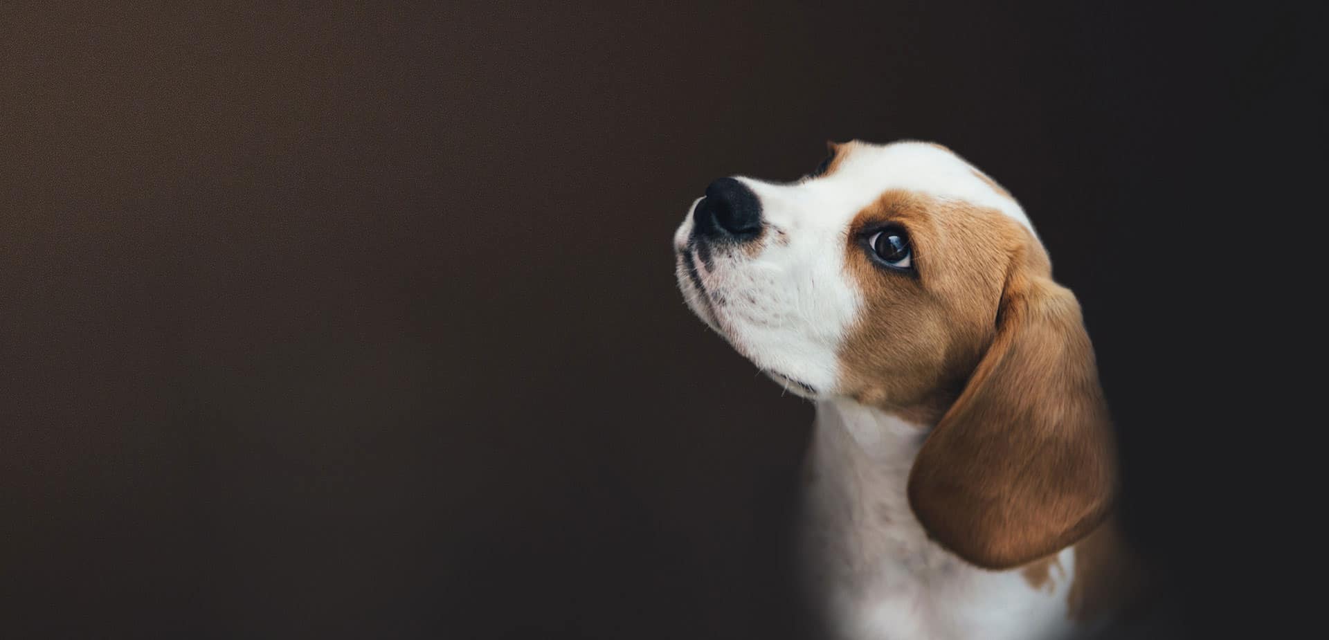 pet sitting hero